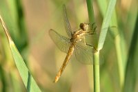 151 - DRAGON FLY 161 - BALADAKIS GEORGE - greece <div